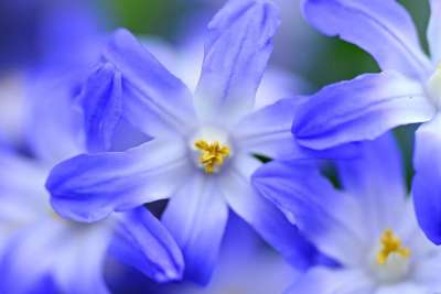 雪的荣耀 Chionodoxa 花 植物 开花 春天 行进 花瓣