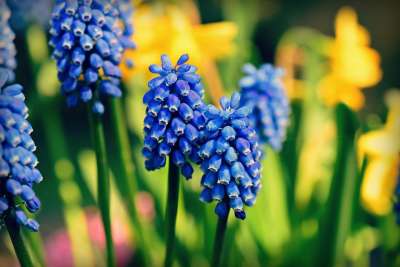 葡萄风信子 花 植物 春天 是春天的使者 盛开 花园