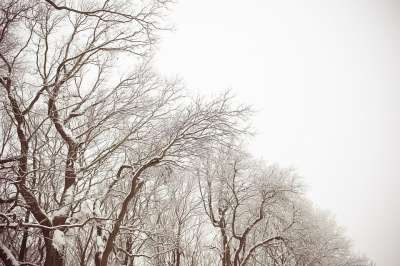 树木 雪 冬天 自然 死的 裸 分行 漫步 旅行 探索 发现