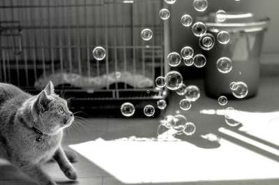 猫 气泡 动物 播放 玩耍 灰猫 灰色泡沫