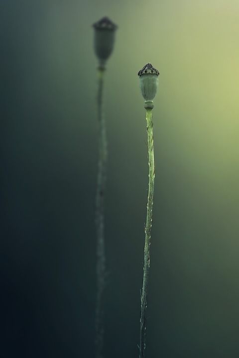 花 自然 植物 开花茎 橡皮图章 罂粟种子 不开花 褪色 秃