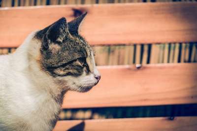 猫咪 梅莱 老虎 动物 动物医院 小猫 头 可爱的 灰色的