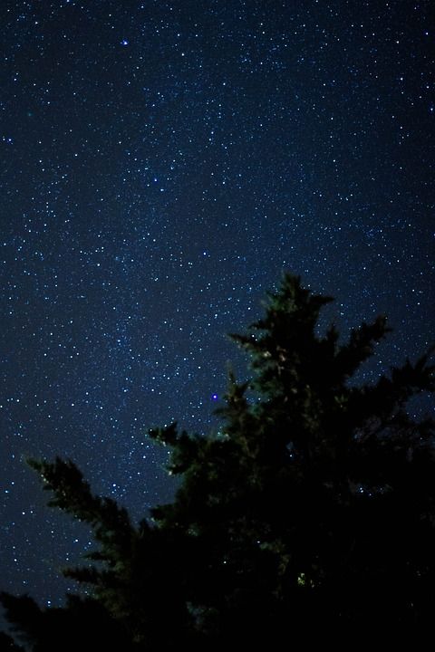 星级 星空 夜 树 亲爱的 景观 夜晚的天空 黑暗 夜视