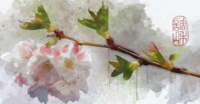花朵 枝杈 绘画 梅花 植物 花枝 花园 盛开 开花 自然