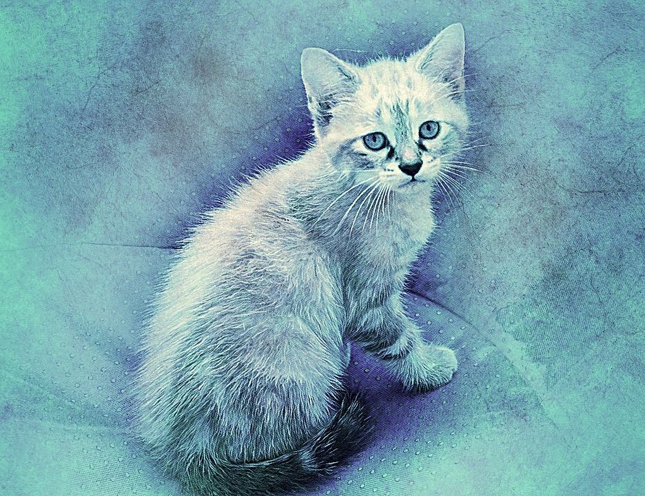 猫, 宠物, 艺术, 抽象, 优质的, 动物, 基蒂, 艺术的, 设计, 肖像