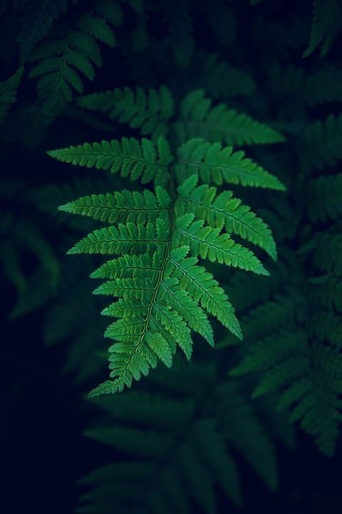 叶子 自然 森林 秋天 有天赋的人 植物 绿色 环境 丰富多彩的