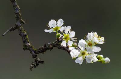 花 梅花 白色的 盛开 春天 梅花 梅花 梅花 梅花 梅花