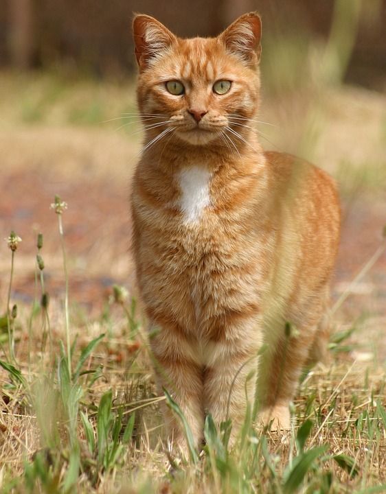 猫 动物 红色的 宠物 棕色猫 棕色的宠物