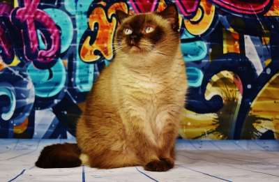 英国短毛猫 猫 棕色的 浅褐色的 纯种 家猫 可爱的 毛茸茸的