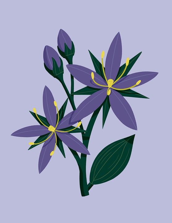 花朵 自然 紫色的花朵 春天 植物群 数字艺术