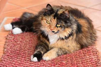 猫 动物 哺乳动物 国内的 宠物 眼睛 胡须 爪子 长发