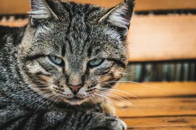 猫咪 枪口 动物 猫 毛皮 动物医院 宠物 肖像 头 胡子