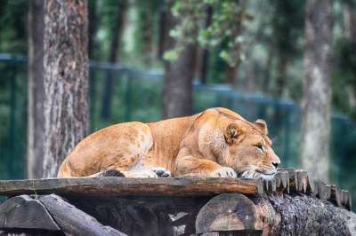 狮子 母狮 捕食者 动物 苹果浏览器 自然 荒野 猫 食肉动物
