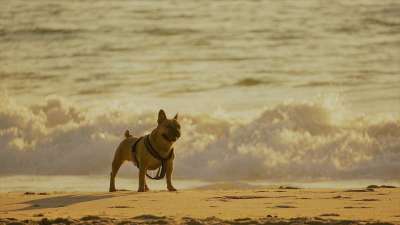 狗 法国斗牛犬 海滩 沙 北海 海 波浪 动物 爪子 毛皮