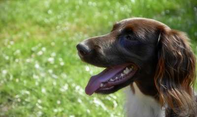 狗 Münsterländer 小明斯特兰 家畜 动物 猎犬 纯种狗