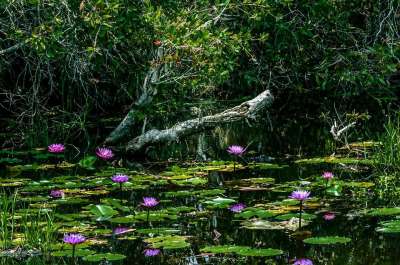 紫色的 莲花 花 水 花园 百合 自然 池塘 植物 盛开