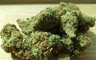大麻 绿色 药品 杂草 医疗的 叶子 植物 麻 麻醉