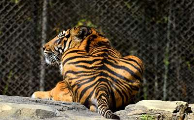 老虎 动物 大猫 野生动物 捕食者 哺乳动物 危险的 丛林