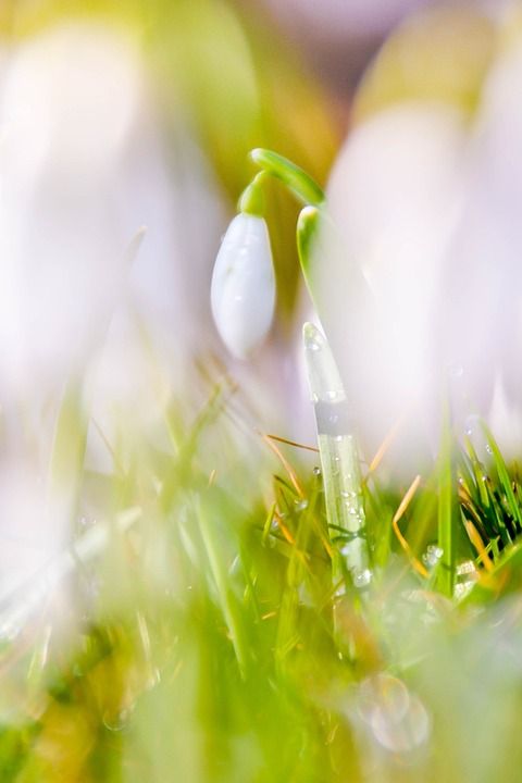 雪花莲 工厂 春天 绿色 宏 白色的 花朵 植物 自然 门票