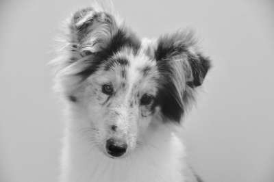 狗 年轻的婊子 黑白照片 狗的设得兰群岛牧羊犬 蓝色的梅尔
