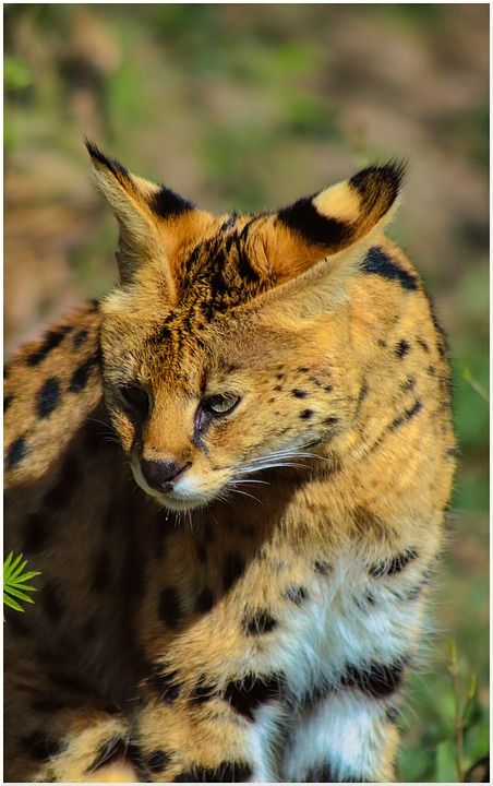 薮猫 猫 野猫 食肉动物 动物 荒野 动物园 大猫 毛皮