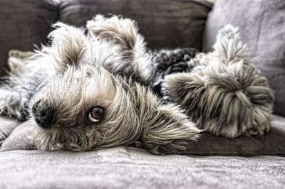 小狗 眼睛 脸 动物 可爱的 宠物 犬类 有趣的 朋友 肖像