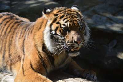 老虎 大猫 动物 捕食者 野生动物 哺乳动物 动物园 自然