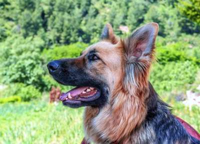 狗 狗狼 动物 狗简介 犬类 成年狗 德国牧羊犬 宠物 颜色肉桂