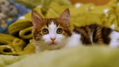 虎斑猫 猫 舒适 特写 肖像 猫科动物 动物 宠物 舌头 眼睛