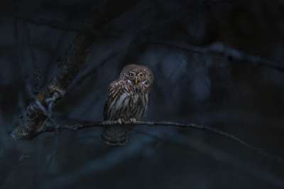 欧亚侏儒猫头鹰 猫头鹰 鸟 Glaucidium Passerinum