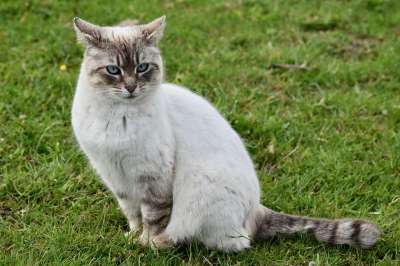 猫 小猫 猫科动物 胡同猫 欧洲猫 猫蓝色的眼睛 猫坐着 可爱的