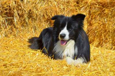 狗 边境牧羊犬 英国牧羊犬 纯种狗