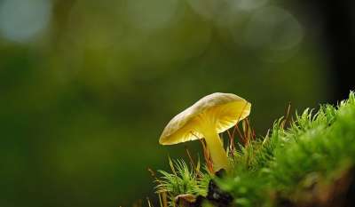 蘑菇 苔藓 菌 菌类 森林 自然