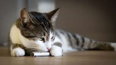 猫 动物 年轻 家畜 老虎 家猫 小猫 可爱的 野生动物