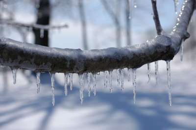 冰风暴 树枝上的冰 枝杈 季节 白色的 寒冷的 冰 雪 冬天