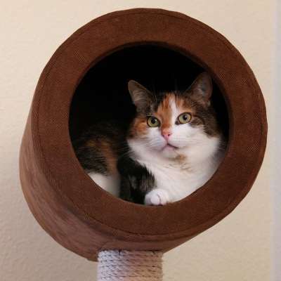 猫 动物肖像 家猫 幸运猫 刮树 洞穴 家畜 动物
