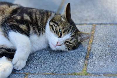 猫 动物 国内的 宠物 猫科动物 毛皮 胡须 眼睛 耳朵 街道