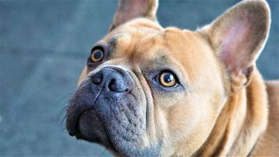 脸 眼睛 鼻子 法国斗牛犬 狗 毛皮 浅褐色的 头发 耳朵