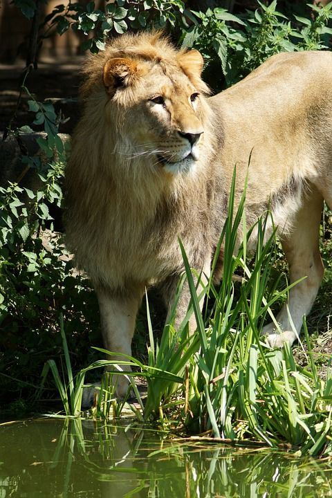 狮子 捕食者 水 非洲 草原 野猫 大猫