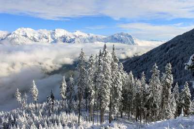 雪景 冬季景观 阿尔卑斯山 南蒂罗尔 云 景观 自然 山 松树