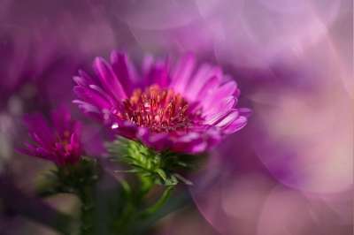 赫伯斯特 粉色的 Asters 复合材料 开花 落下 花园 花蕾