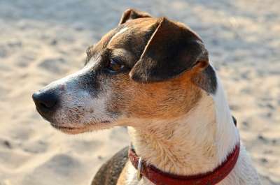 狗 梗犬 海滩 家畜 灵缇犬 哺乳动物 动物 鼻子 狗看