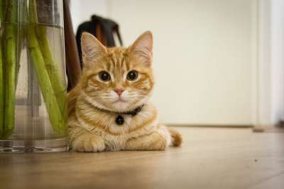 年轻的猫 小猫 家猫 猫咪 宿醉 猫 宠爱 宠物 动物医院