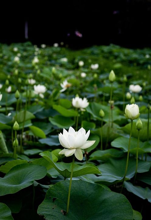 花 莲花 树叶 莲花植物 绿色 叶子 自然 有天赋的人 花园