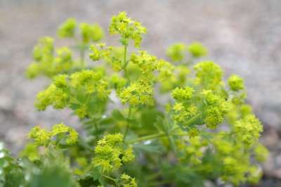Frauenmantel 开花 植物 夏普 Lappiger 女士的地幔