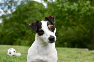 狗 杰克罗素 动物 梗犬 可爱