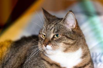 猫 家猫 老虎 动物 猫眼 肖像 猫脸 头 Katzenkopf