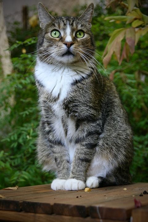 宿醉 鲭鱼 家猫 家畜 猫眼