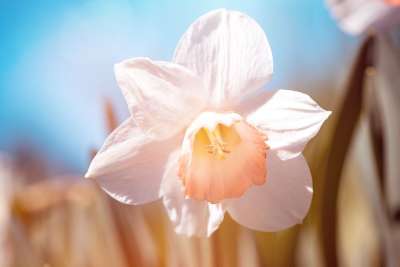 水仙花 白色的 白水仙 花 白花 开花 白色的花 花园 在花园里