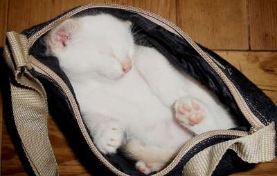 猫 小猫 动物 基蒂 白色的 包